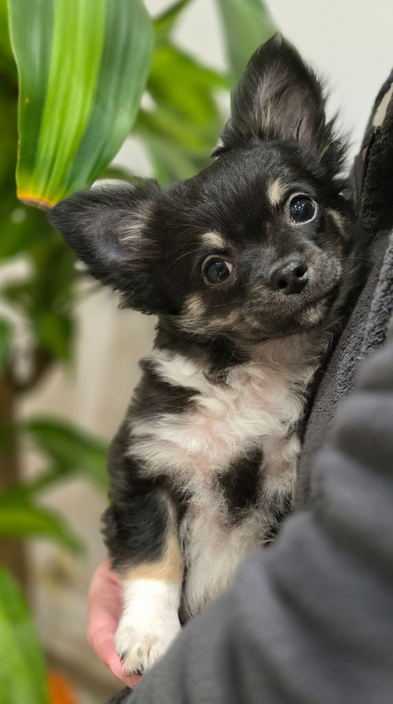 Des Perles Du Plessis - Chiot disponible  - Chihuahua