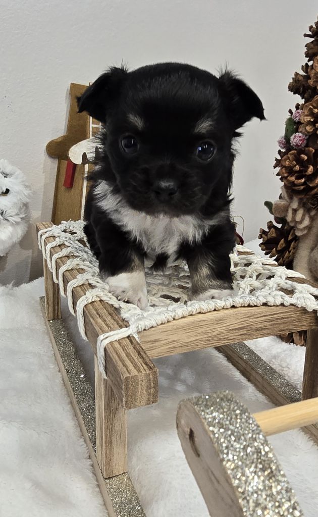 Des Perles Du Plessis - Chiot disponible  - Chihuahua