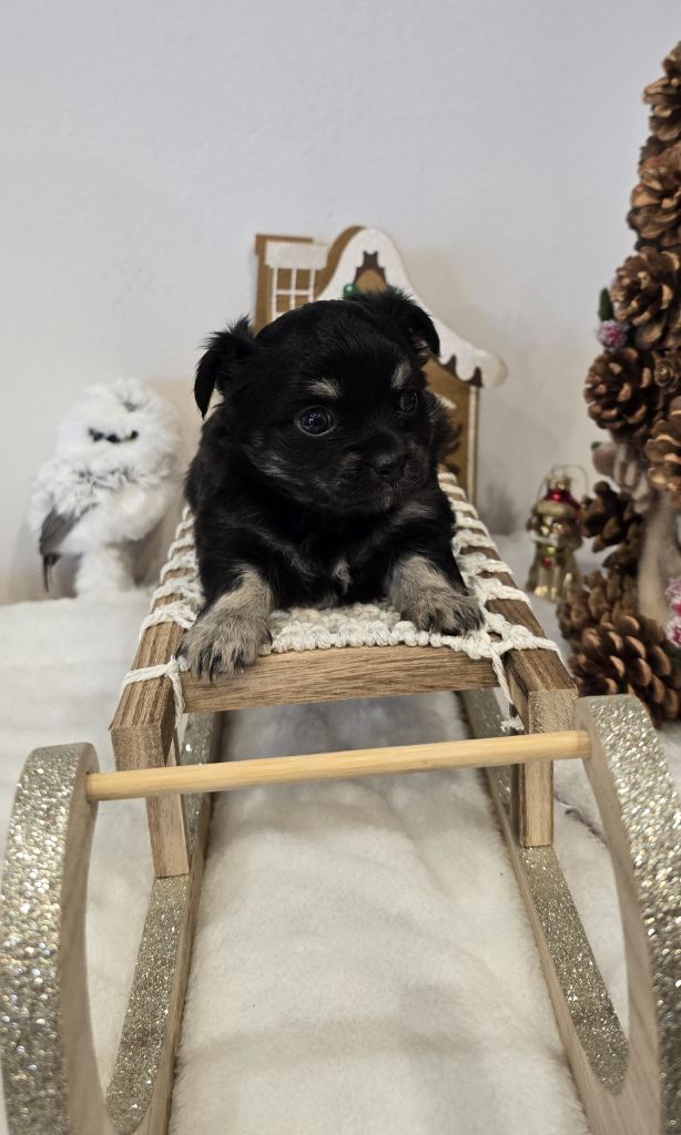 Des Perles Du Plessis - Chiot disponible  - Chihuahua