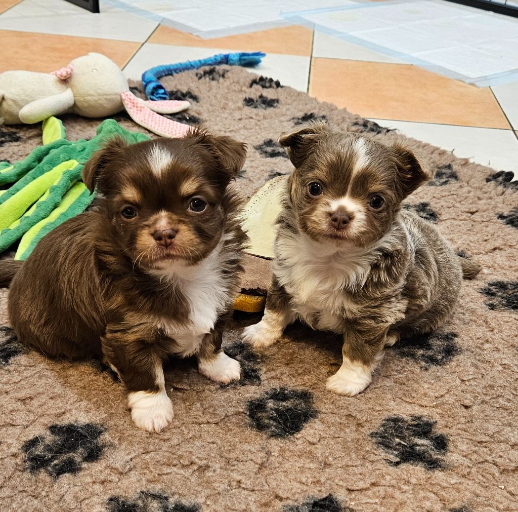 Chiot Chihuahua Des Perles Du Plessis