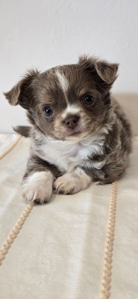 Des Perles Du Plessis - Chiots disponibles - Chihuahua