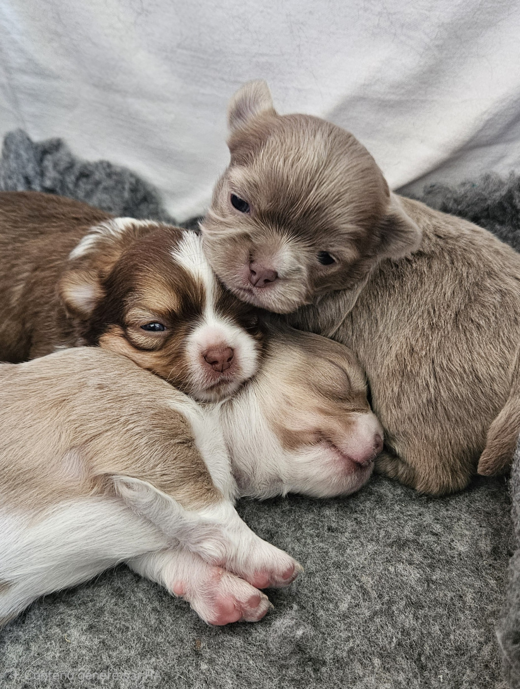 Chiot Chihuahua Des Perles Du Plessis