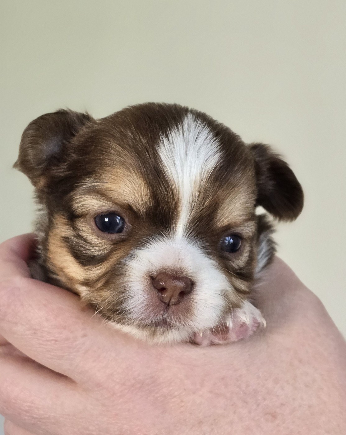 Des Perles Du Plessis - Chiots disponibles - Chihuahua