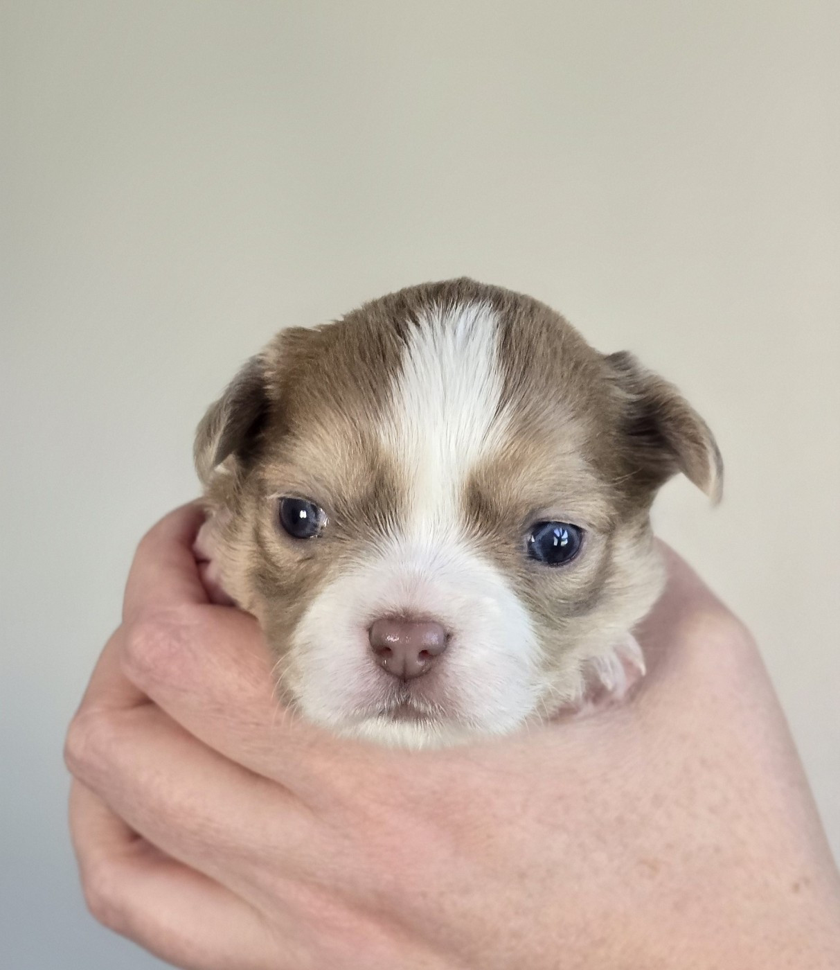 Des Perles Du Plessis - Chiots disponibles - Chihuahua