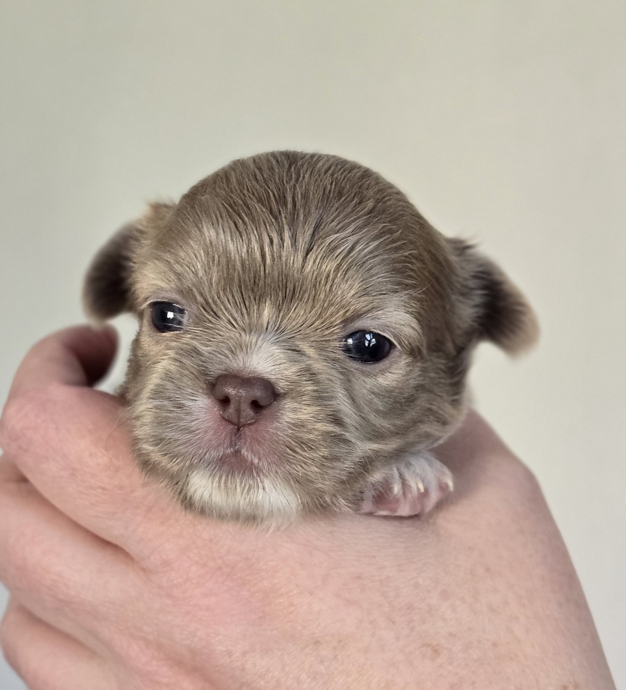 Des Perles Du Plessis - Chiots disponibles - Chihuahua