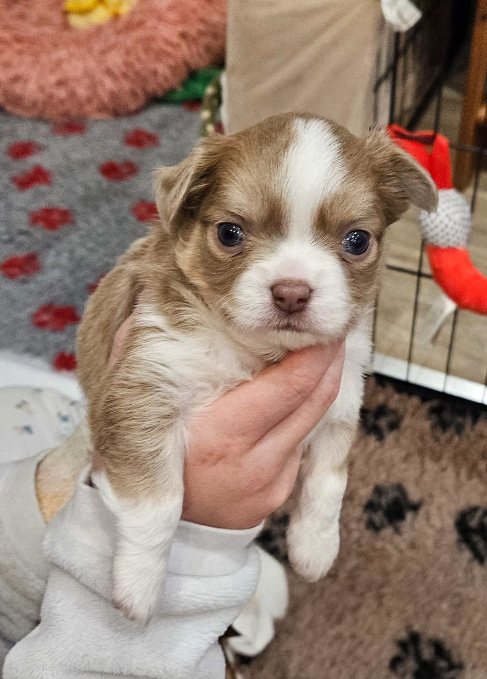 Des Perles Du Plessis - Chiots disponibles - Chihuahua