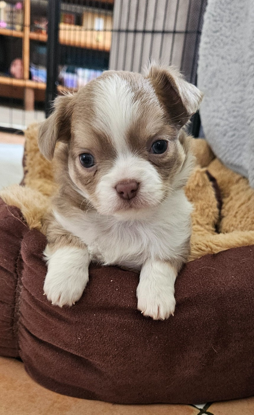 Des Perles Du Plessis - Chiots disponibles - Chihuahua