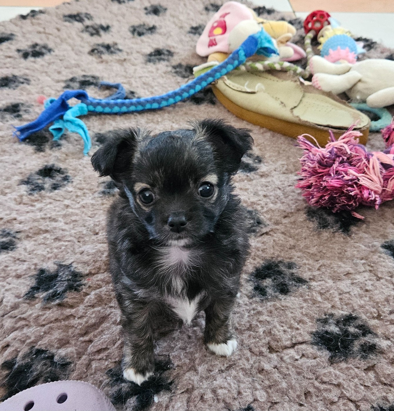 Chiot Chihuahua Des Perles Du Plessis