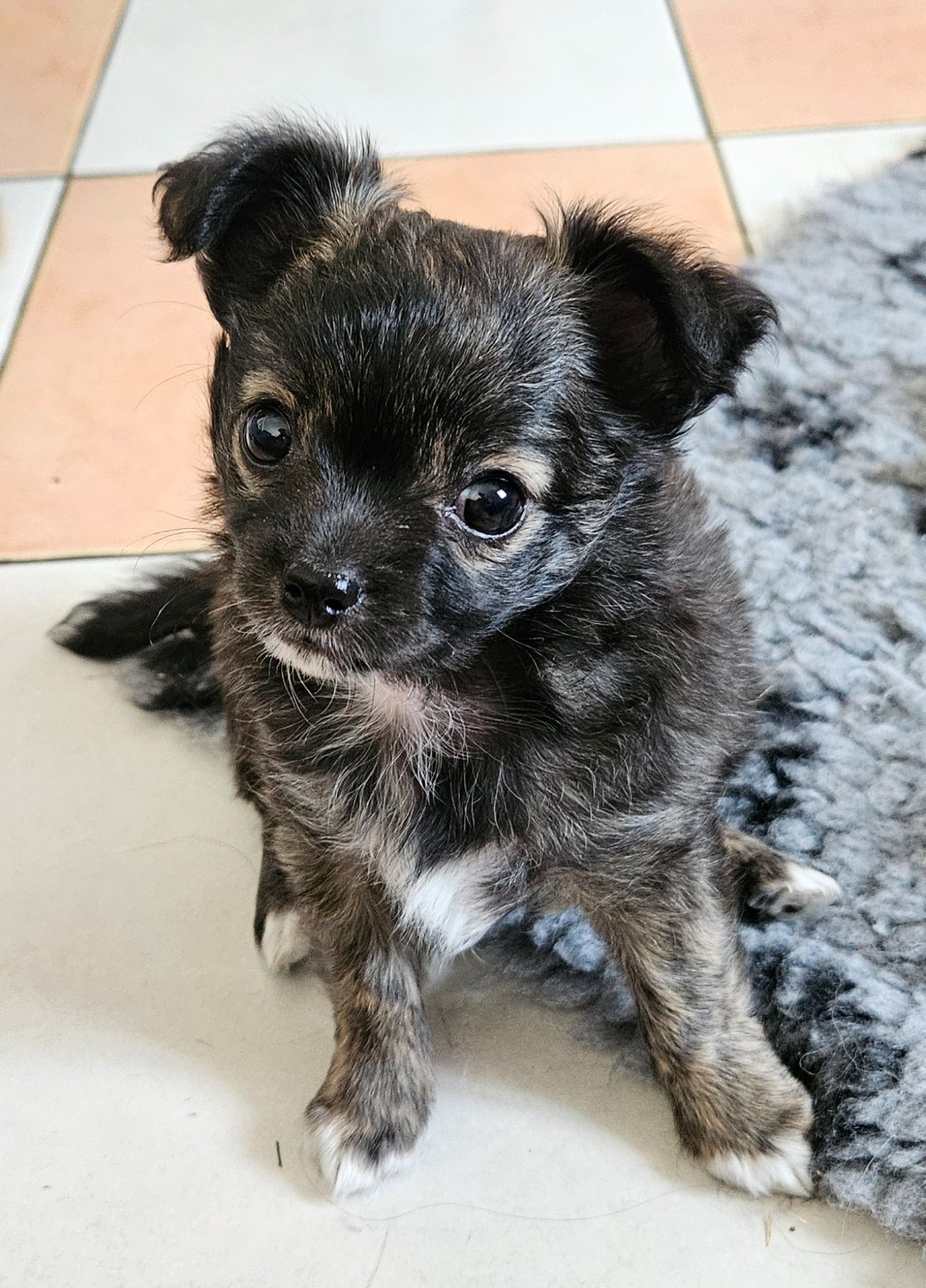 Des Perles Du Plessis - Chiots disponibles - Chihuahua