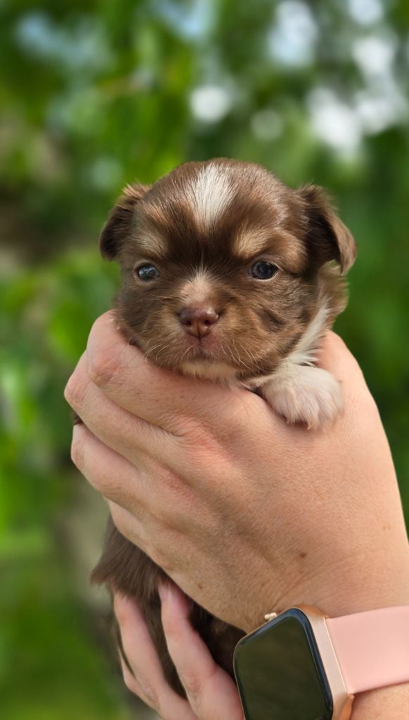 Des Perles Du Plessis - Chiots disponibles - Chihuahua