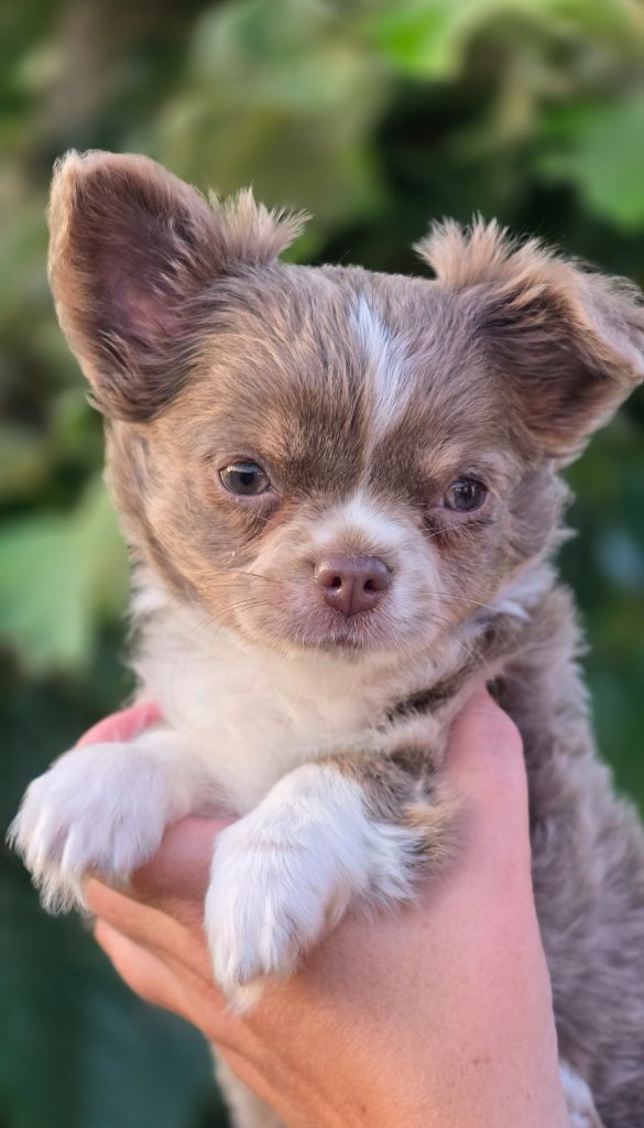 Des Perles Du Plessis - Chiots disponibles - Chihuahua