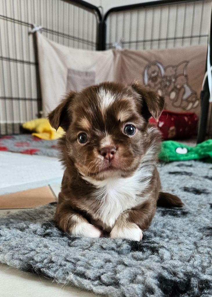 Des Perles Du Plessis - Chiots disponibles - Chihuahua