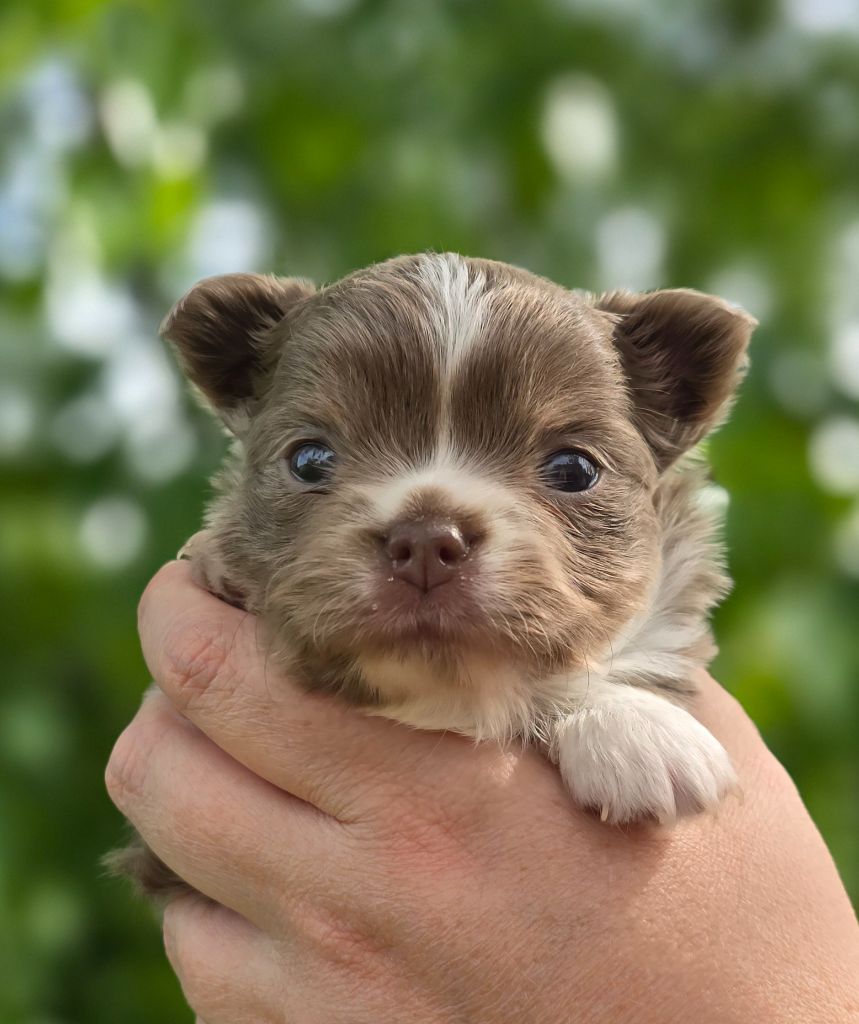 Des Perles Du Plessis - Chiots disponibles - Chihuahua