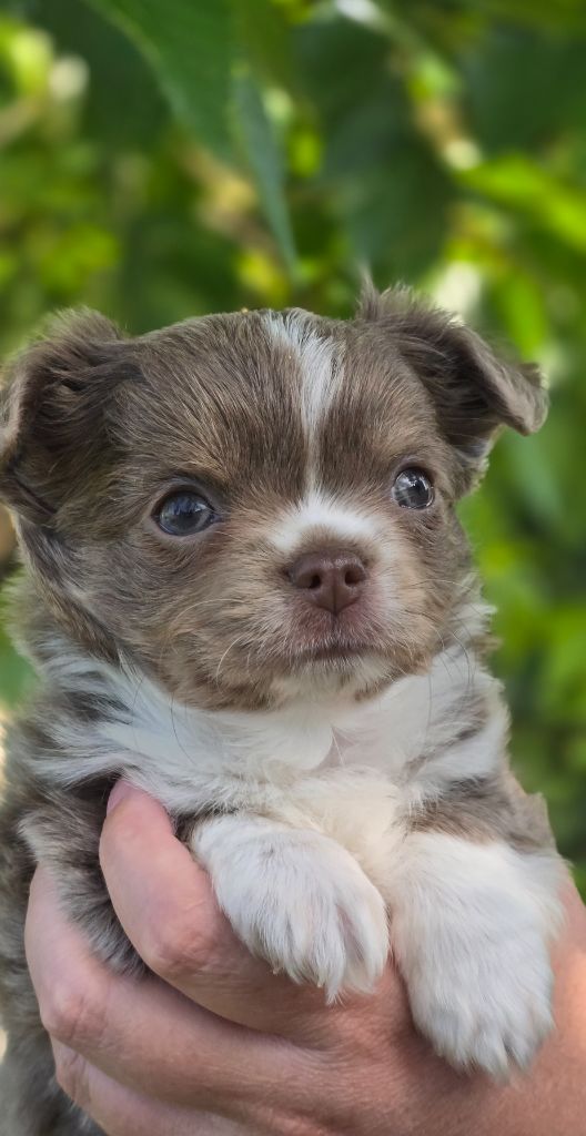 Des Perles Du Plessis - Chiots disponibles - Chihuahua