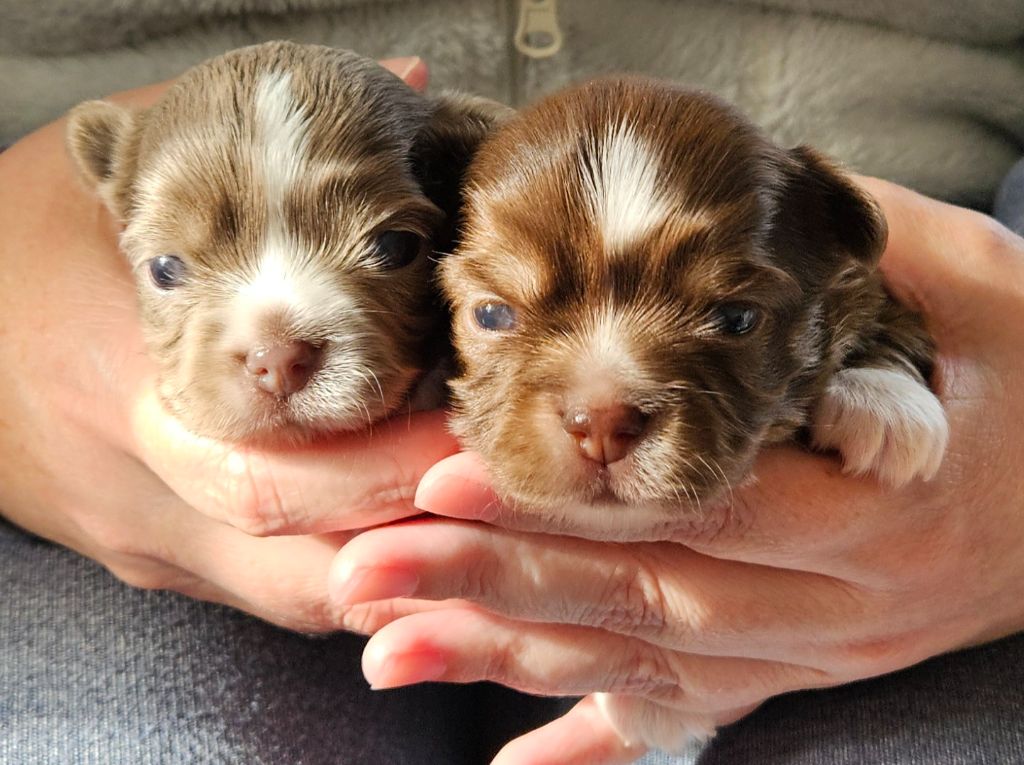 Chiot Chihuahua Des Perles Du Plessis